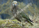 Kea 